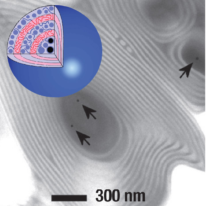 Graphical summary for Nanoparticle-tuned assembly and disassembly of mesostructured silica hybrids